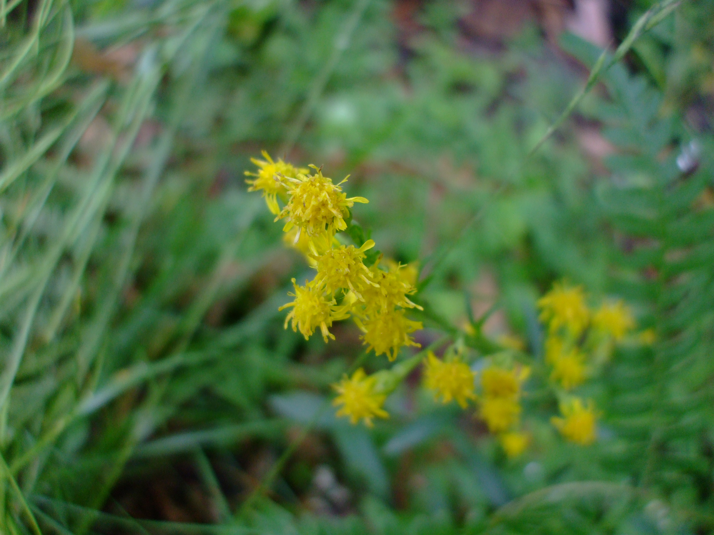 Solidago spathulata
